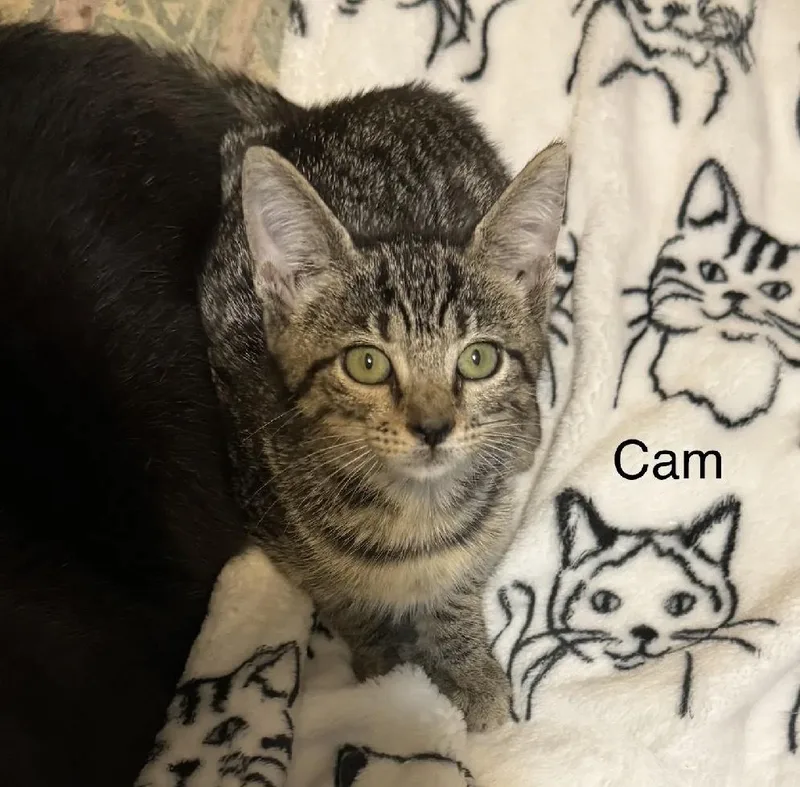 Cam