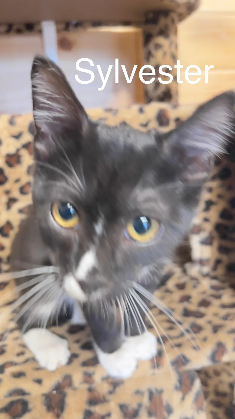 Sylvester