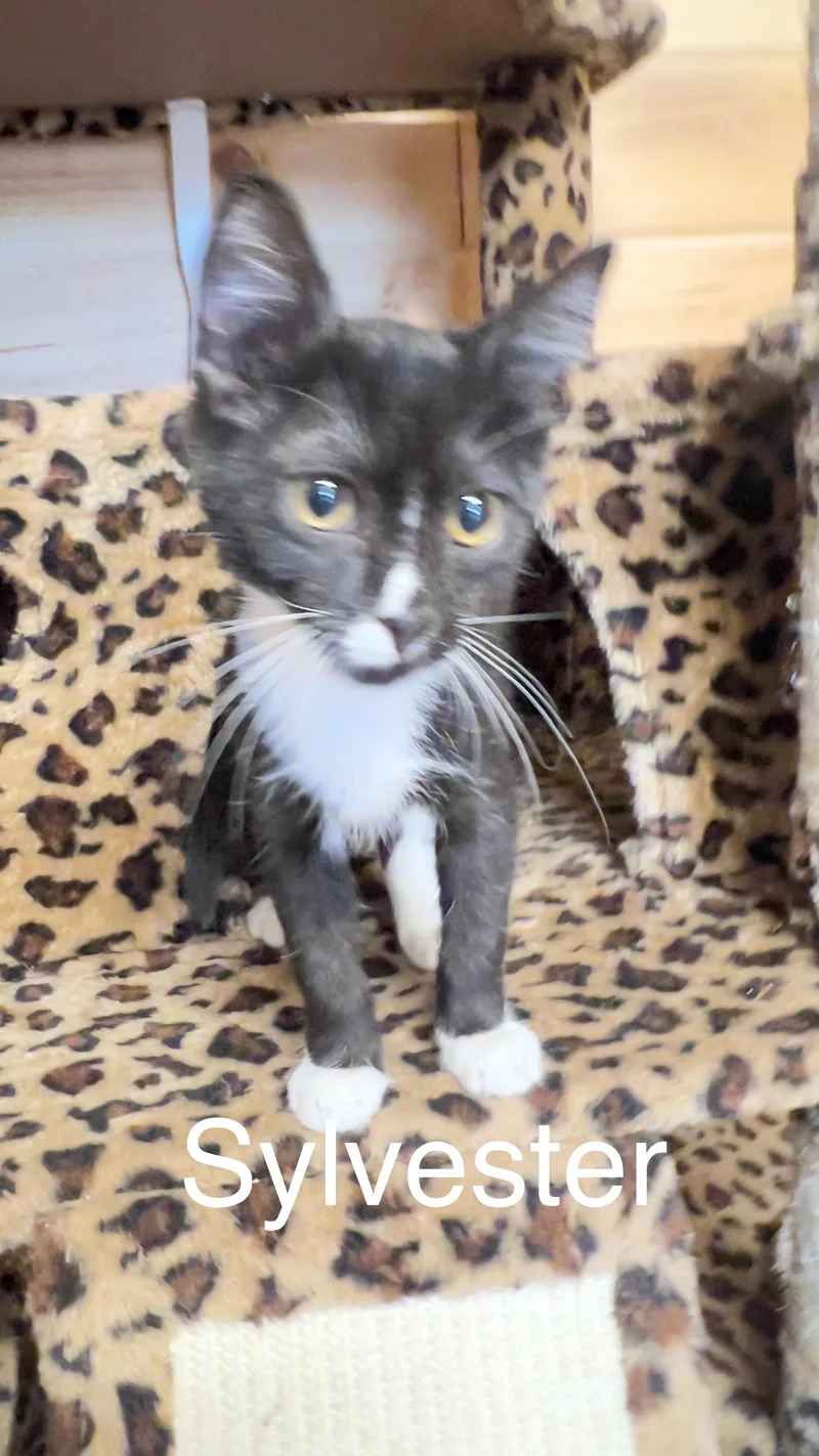 Sylvester thumbnail 3