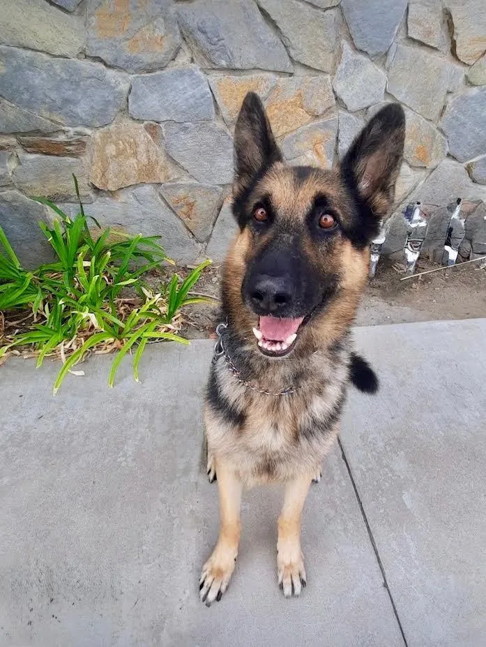 A young large-sized male German Shepherd Dog dog named Loki for adoption in Irvine, CA