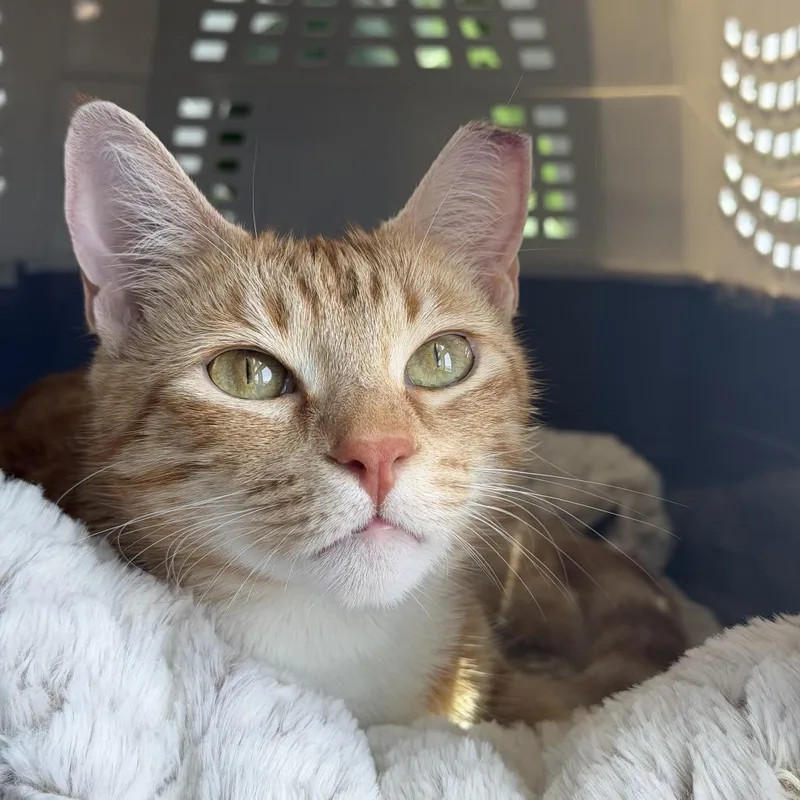 An adult medium-sized female Orange / Red Domestic Short Hair cat named Frankie for adoption in Los Angeles, CA