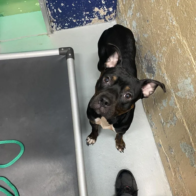 An adult medium-sized male Pit Bull Terrier dog named Midnight for adoption in Newark, NJ