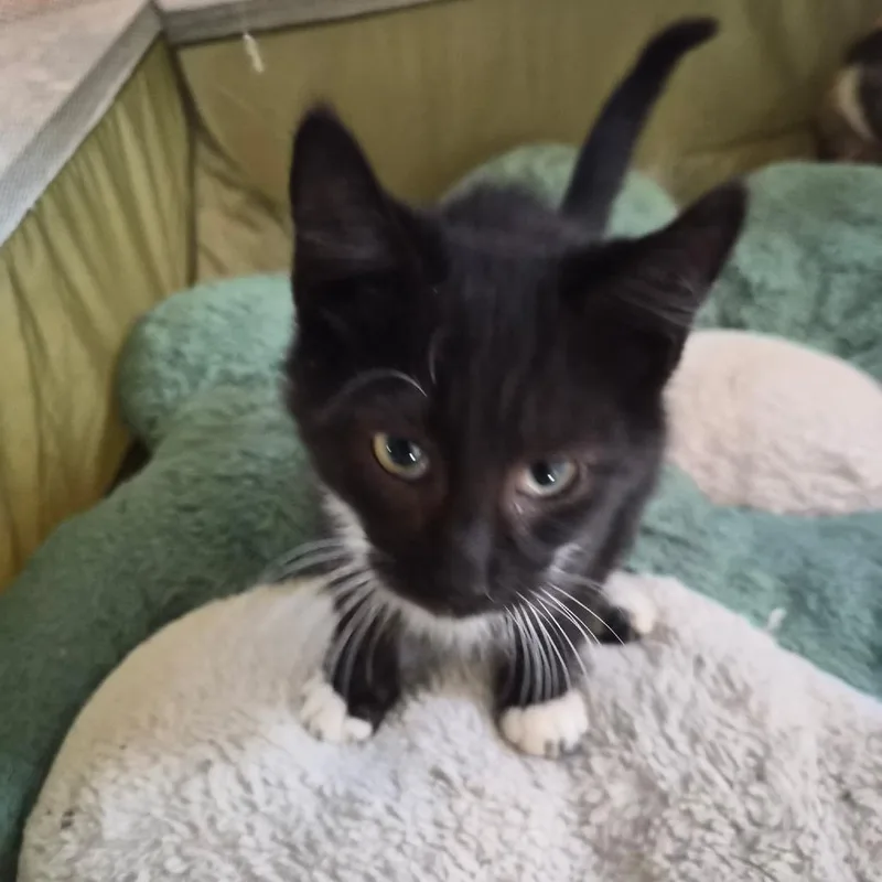 A baby small-sized male Black Domestic Short Hair cat named Gilbert Myers for adoption in Woodstock, VA