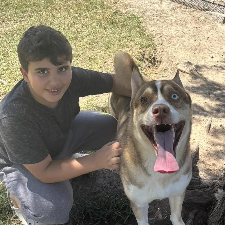 A young medium-sized male Apricot / Beige Akita dog named Oslo Sweet Playful for adoption in Grand Rapids, MI