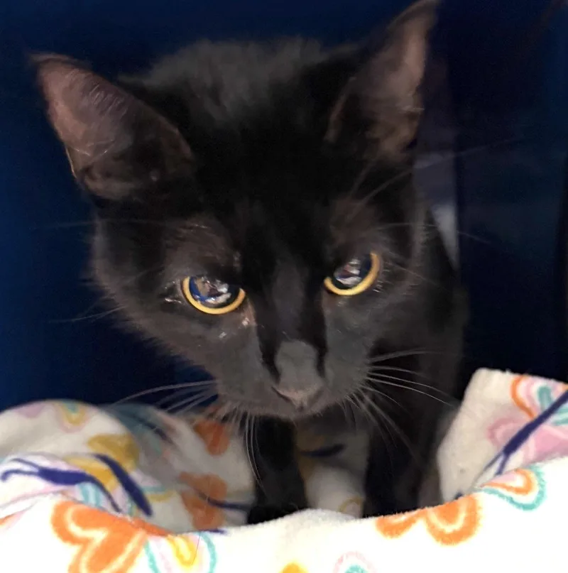 A young medium-sized female Black Domestic Short Hair cat named Midnight for adoption in Sault Sainte Marie, MI