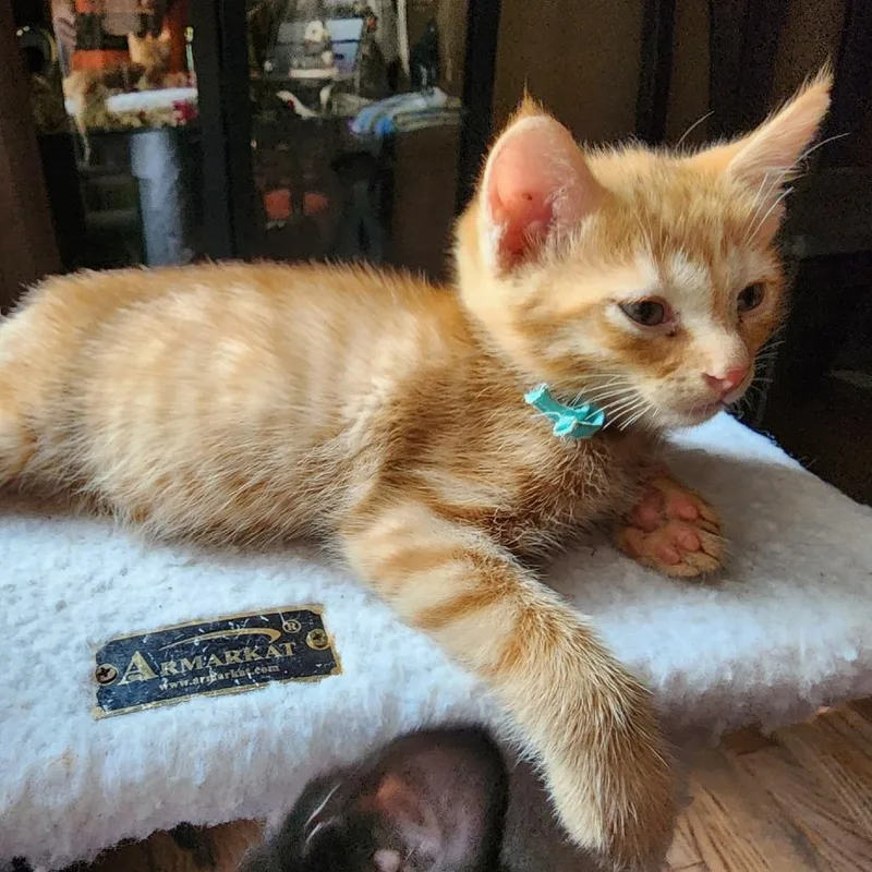 A baby small-sized male Orange / Red Domestic Short Hair cat named Cinnamon for adoption in Waukesha, WI