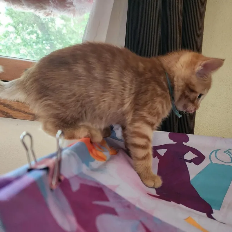 Cinnamon thumbnail 2