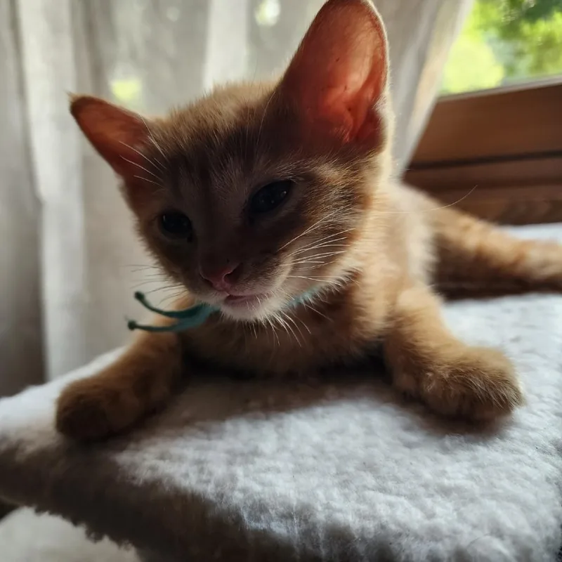 Cinnamon thumbnail 3