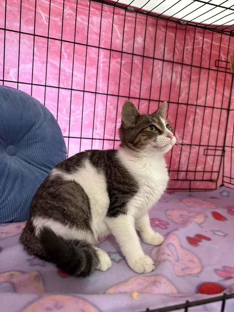 A baby small-sized female Tabby (Buff / Tan / Fawn) Domestic Short Hair cat named Storm for adoption in Barbourville, KY