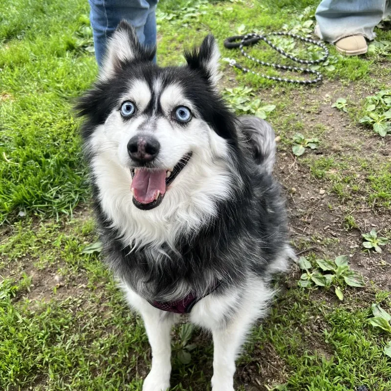 An adult medium-sized male Black Pomeranian dog named Chase for adoption in Concord, NH