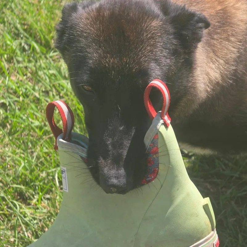 A young medium-sized female Belgian Shepherd / Malinois dog named Wicked for adoption in Elizabeth City, NC