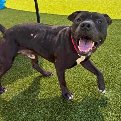 An adult medium-sized male Terrier dog named Jerry for adoption in Gastonia, NC