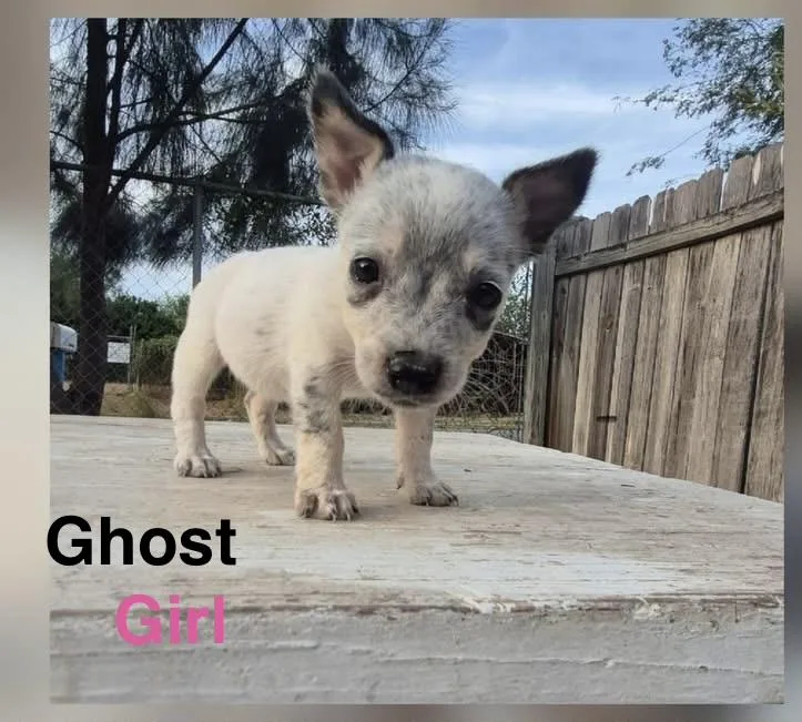 Ghost thumbnail 2