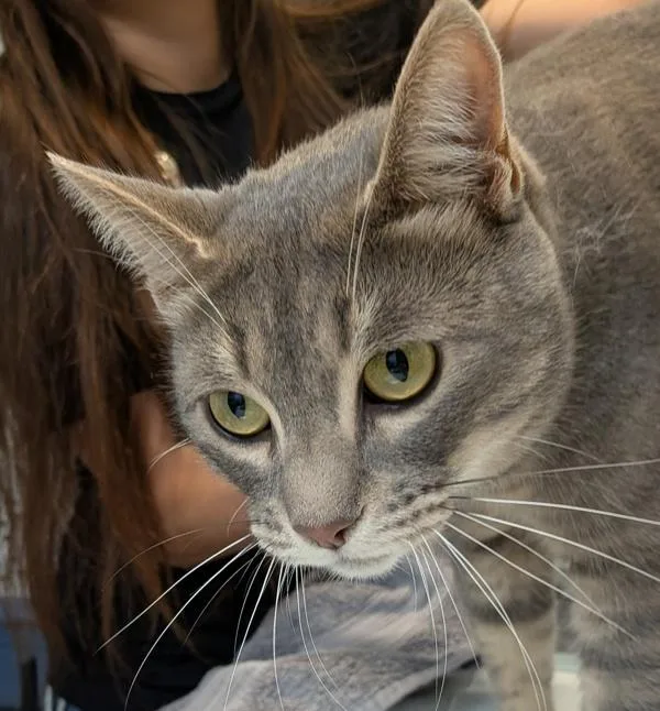 An adult medium-sized female Domestic Short Hair cat named Sushi for adoption in San Diego, CA