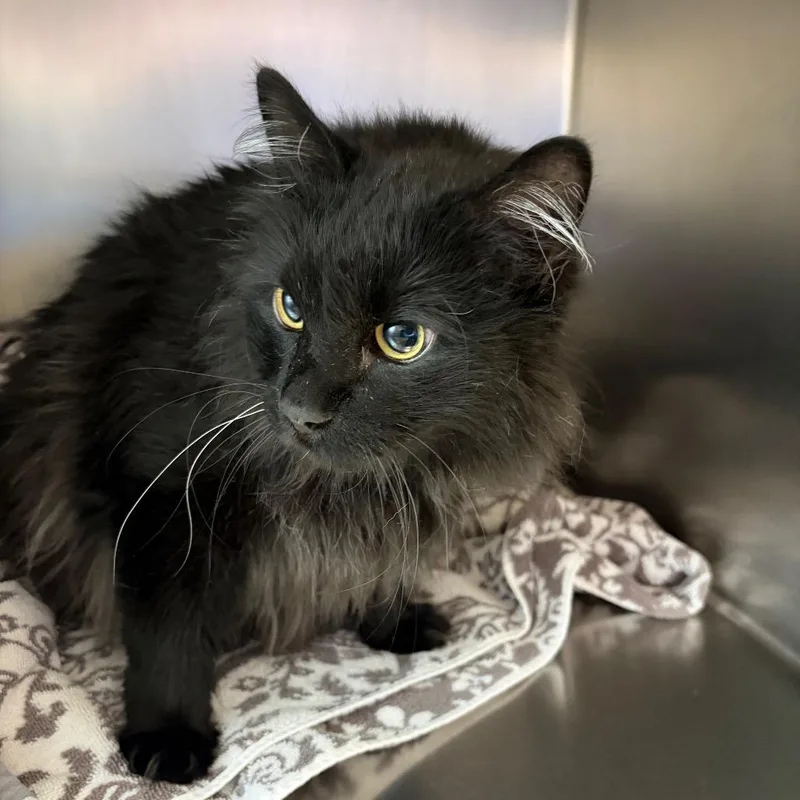 An adult extra large-sized male Black Domestic Long Hair cat named Toothless for adoption in Council Bluffs, IA
