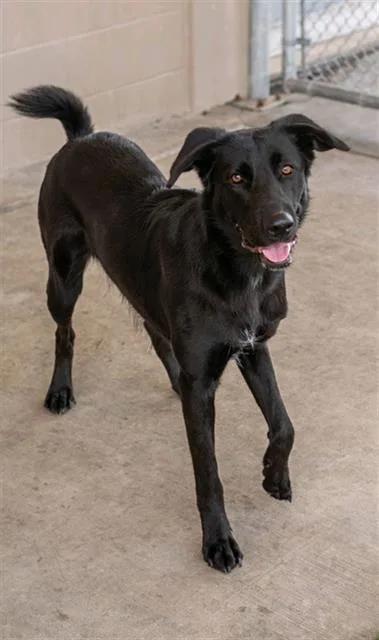 A young large-sized female Labrador Retriever dog named Denalia for adoption in Baytown, TX