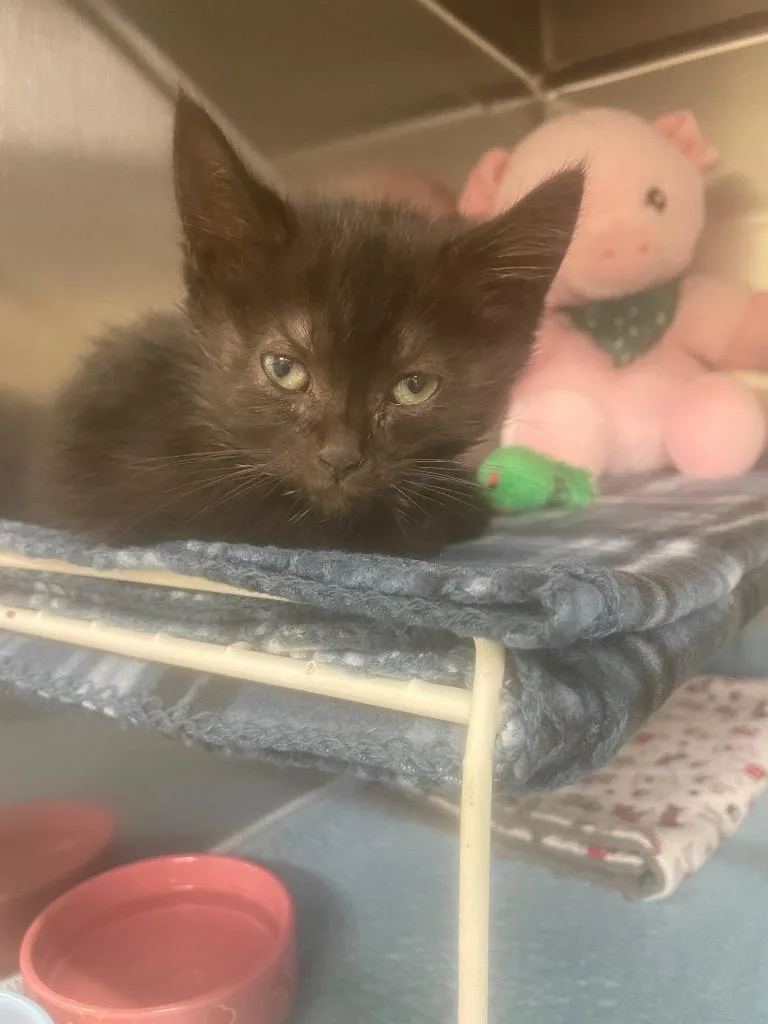 A baby small-sized female Domestic Short Hair cat named Mavvie for adoption in Blountville, TN