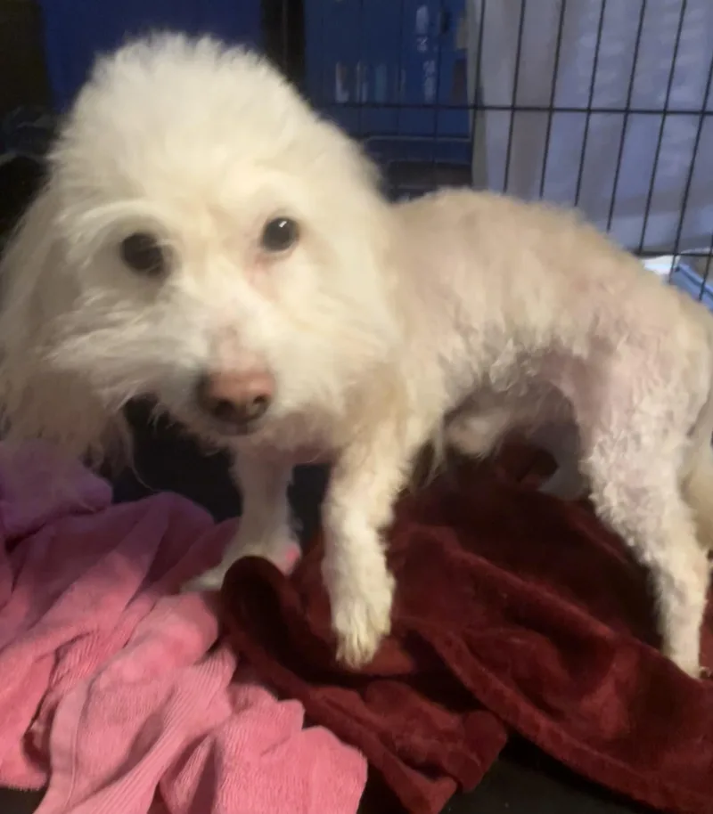 A senior small-sized male White / Cream Maltese dog named Bon Bon for adoption in Henderson, NV