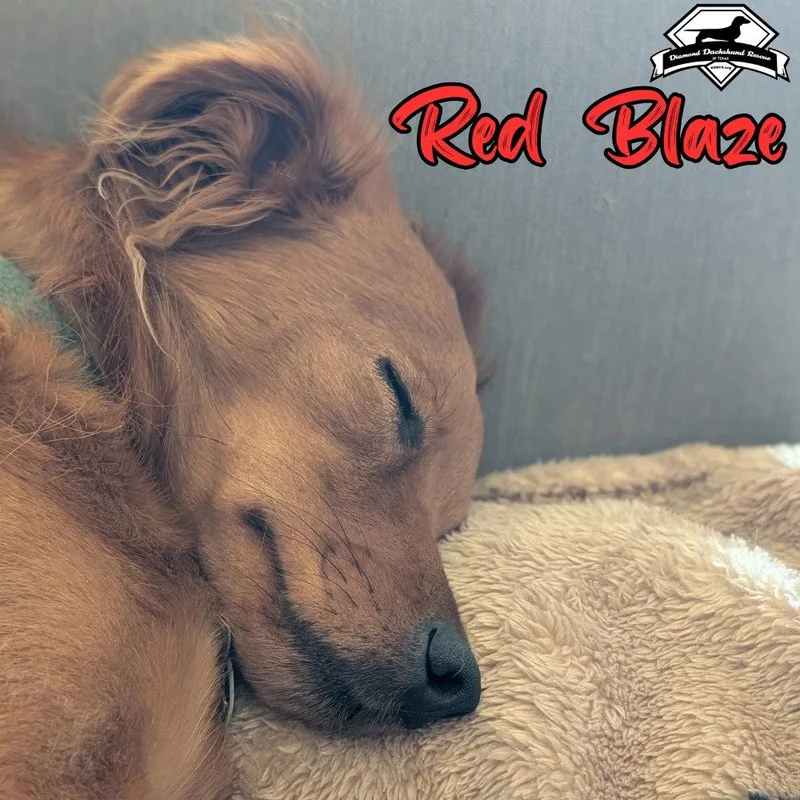 An adult medium-sized male Dachshund dog named Red Blaze for adoption in San Antonio, TX