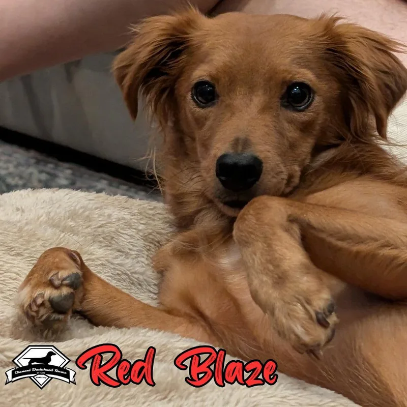Red Blaze thumbnail 2