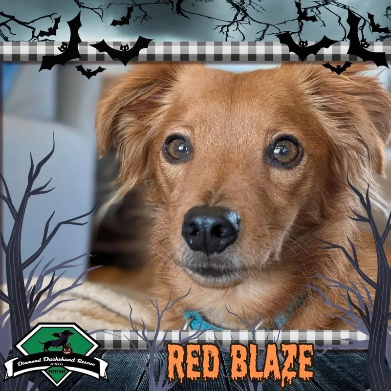 Red Blaze thumbnail 3