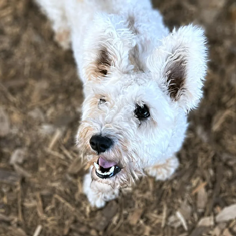 An adult small-sized female Gray / Blue / Silver Poodle dog named Honeysuckle for adoption in Boerne, TX