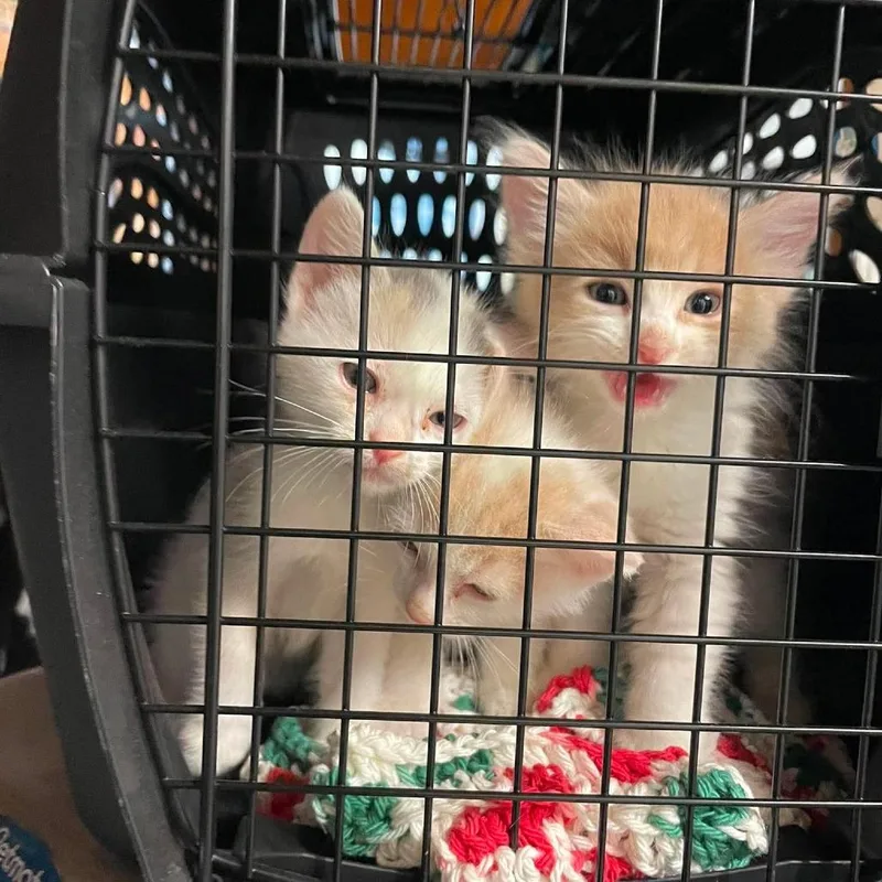 A baby small-sized male Orange / Red Domestic Short Hair cat named Grant for adoption in Hemet, CA
