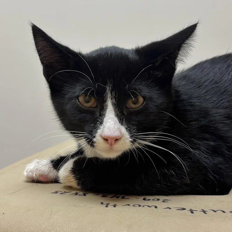 A baby medium-sized male Domestic Short Hair cat named Socks for adoption in Sonora, CA