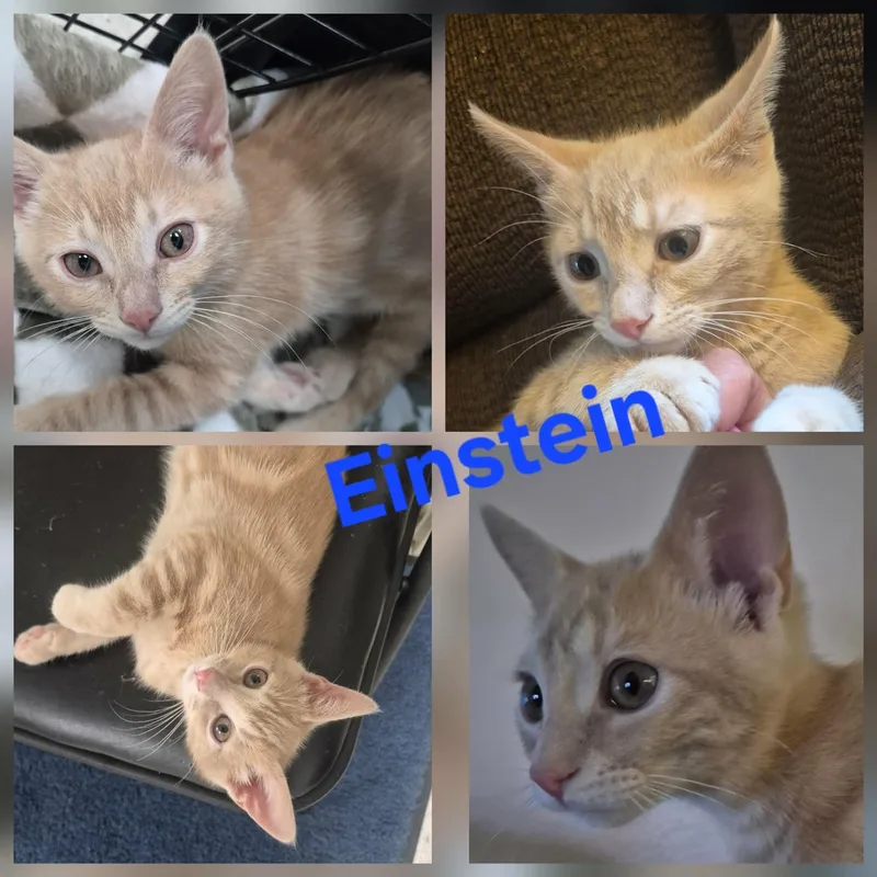 Einstein thumbnail 4