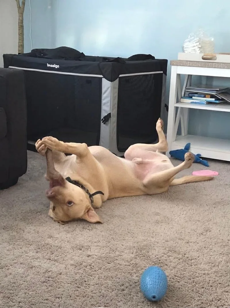 💛 Buckley: A Really thumbnail 4