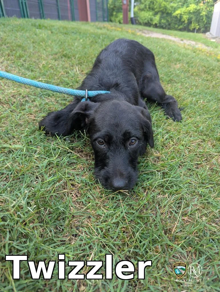 A baby medium-sized female Pit Bull Terrier dog named Twizzler for adoption in Rocky Mount, NC