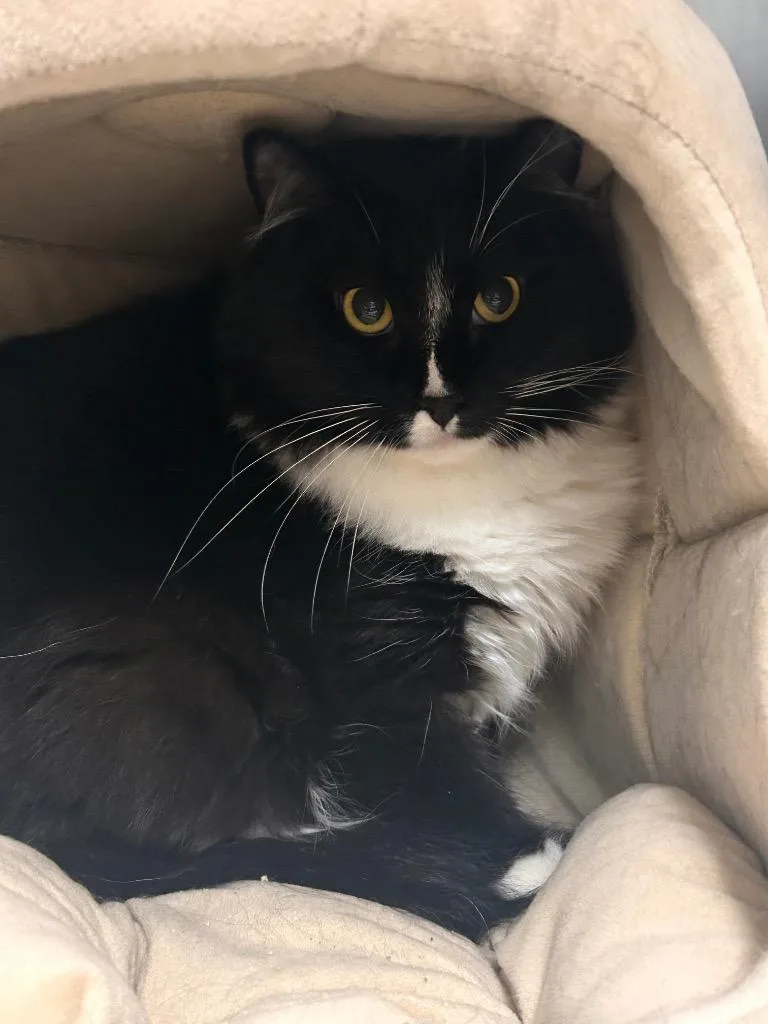 A young large-sized male Domestic Short Hair cat named Blaze for adoption in New Manchester, WV