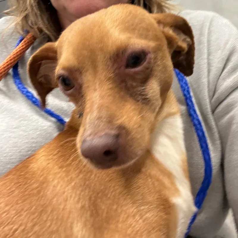 An adult small-sized male Chihuahua dog named Frappe for adoption in Hinsdale, IL