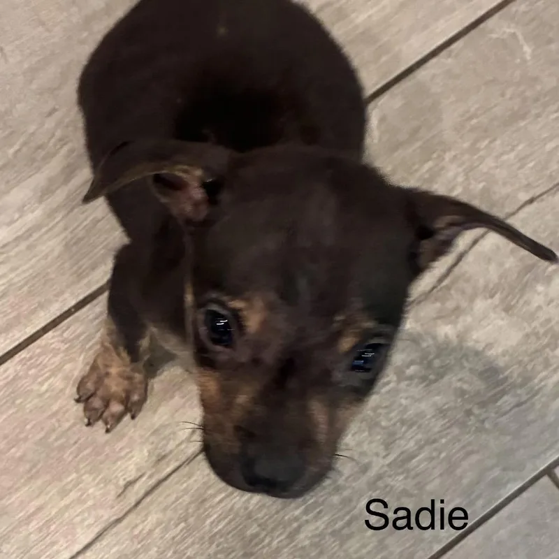 A baby medium-sized female Black Bulldog dog named Ny Sadie Avail Apr for adoption in Stormville, NY