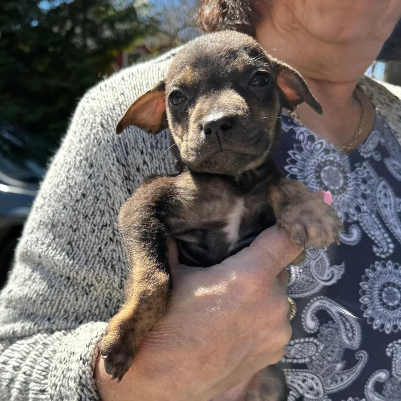 Ny Sadie Avail Apr thumbnail 3