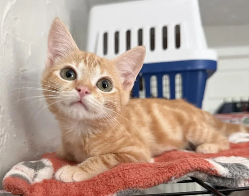 A baby small-sized female Domestic Short Hair cat named Cornelia for adoption in Lemoore, CA