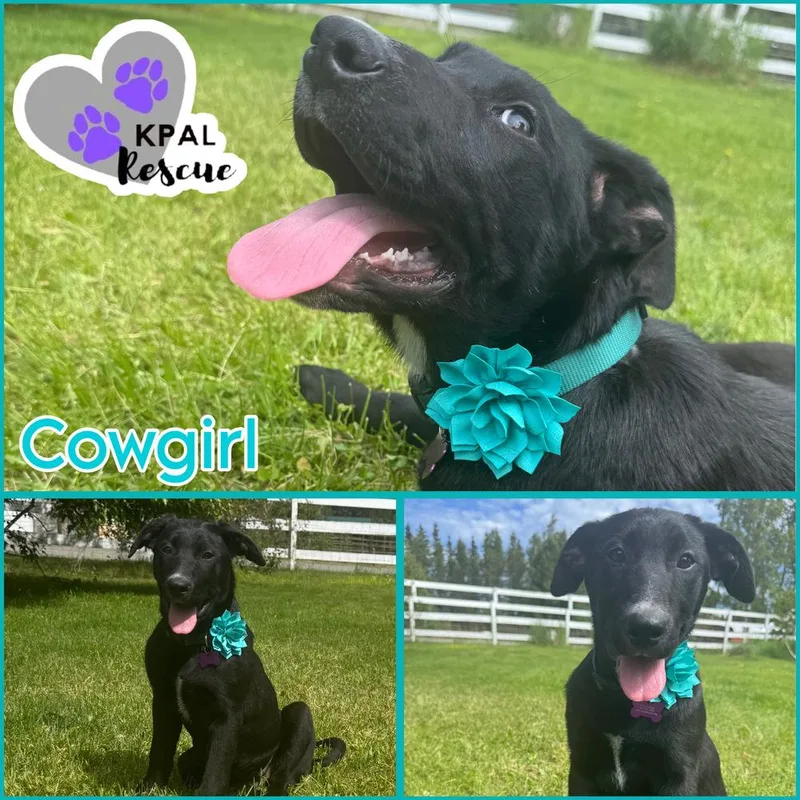 A baby large-sized female Tricolor (Brown, Black, & White) Mixed Breed dog named Cowgirl Yeehaw Litter for adoption in Kenai, AK
