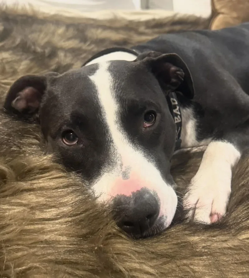 Miss Daisy thumbnail 2