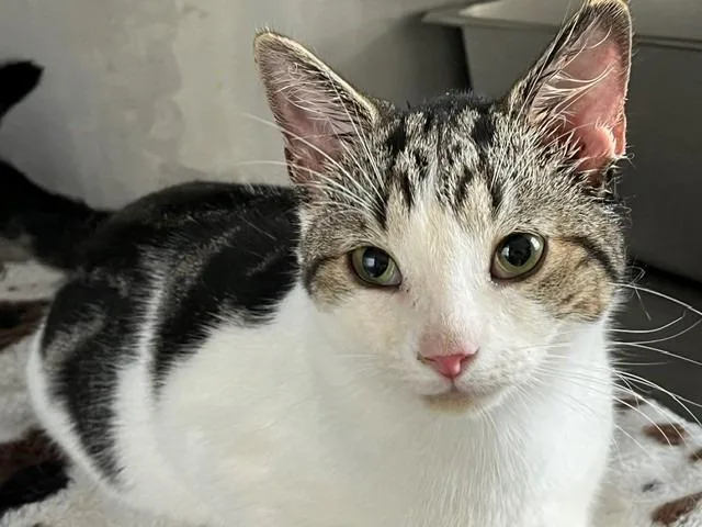 A baby medium-sized male Domestic Short Hair cat named Woodstock for adoption in Cumberland, ME