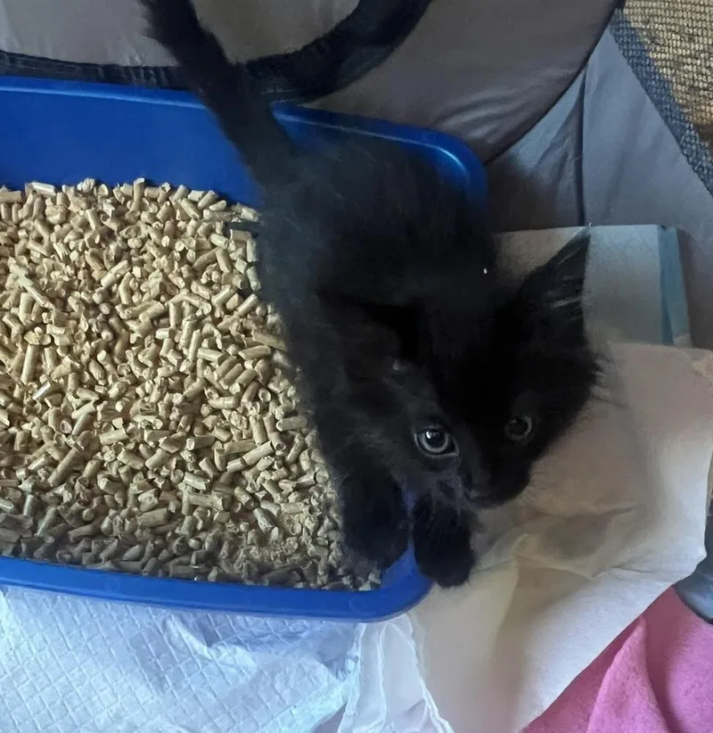 A baby small-sized female Domestic Long Hair cat named Kopi Luwak for adoption in Wilmington, NC