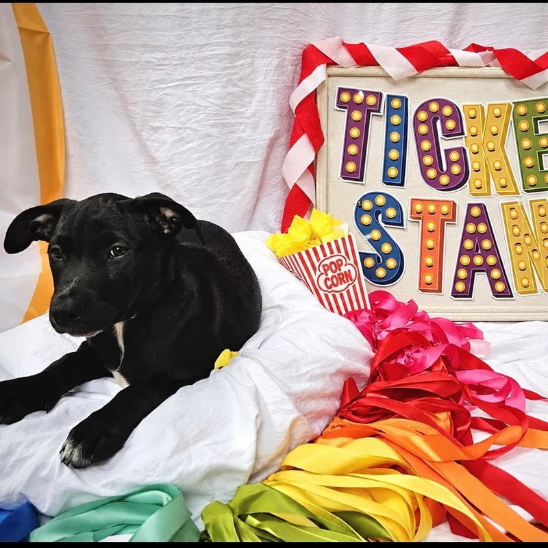 A baby small-sized male Black Mixed Breed dog named Ticket Stand for adoption in Rockville, MD