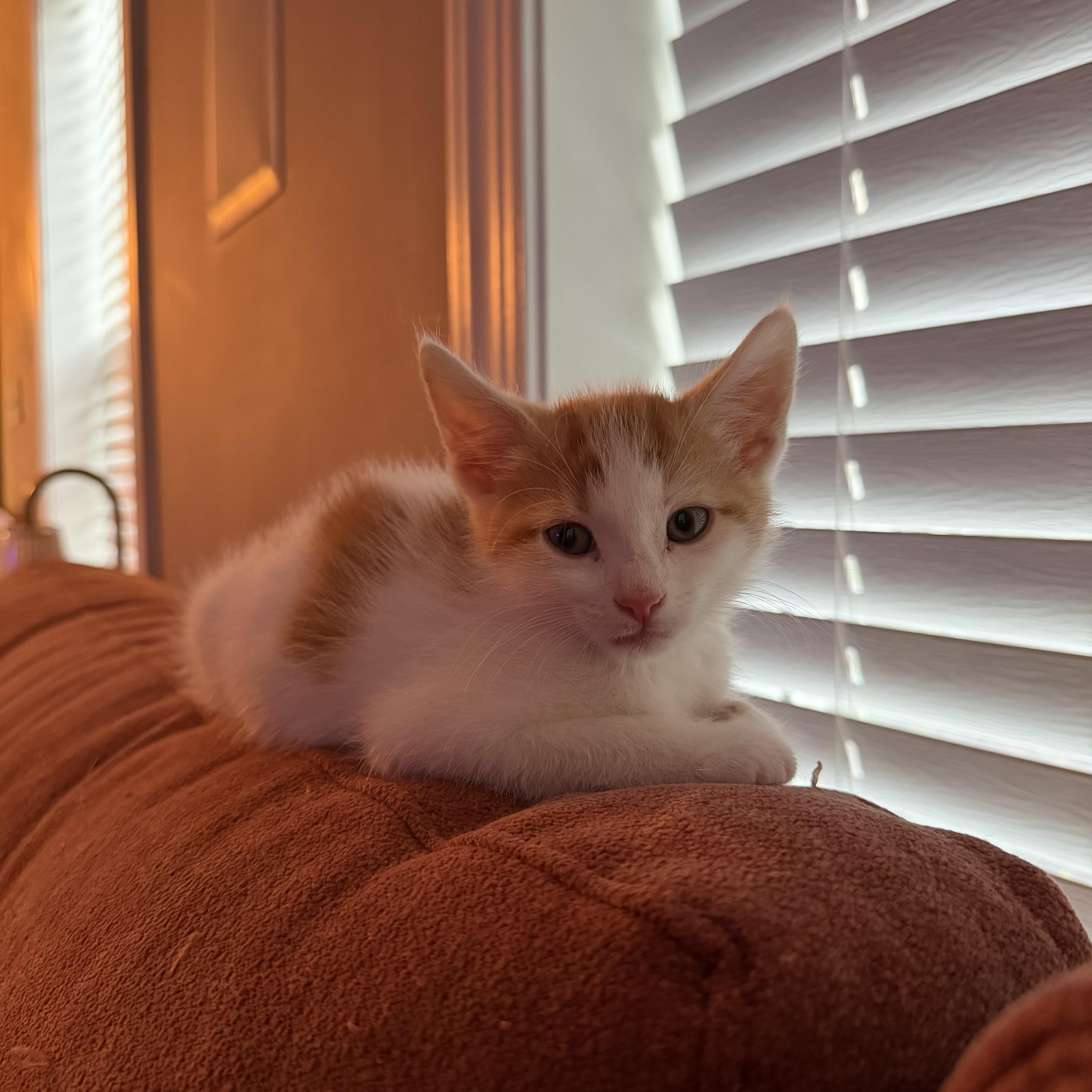 A baby medium-sized male Orange & White Domestic Short Hair cat named Sprinkles for adoption in Seneca, SC
