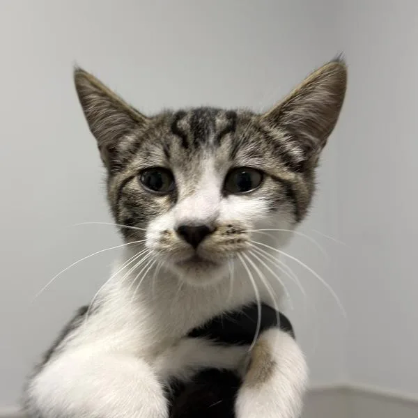A baby small-sized female Domestic Short Hair cat named Slug for adoption in Escondido, CA