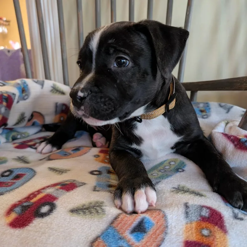A baby medium-sized male Black American Staffordshire Terrier dog named Dante  Chino Hills for adoption in Chino Hills, CA