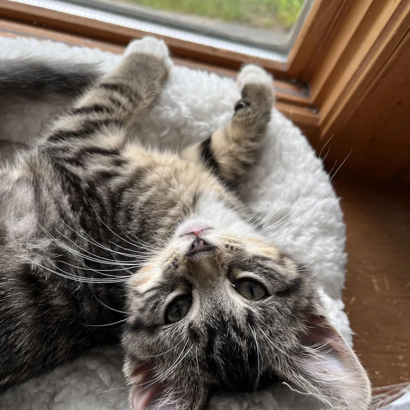 A baby medium-sized female Tabby (Brown / Chocolate) Tabby cat named Sasha for adoption in Lombard, IL
