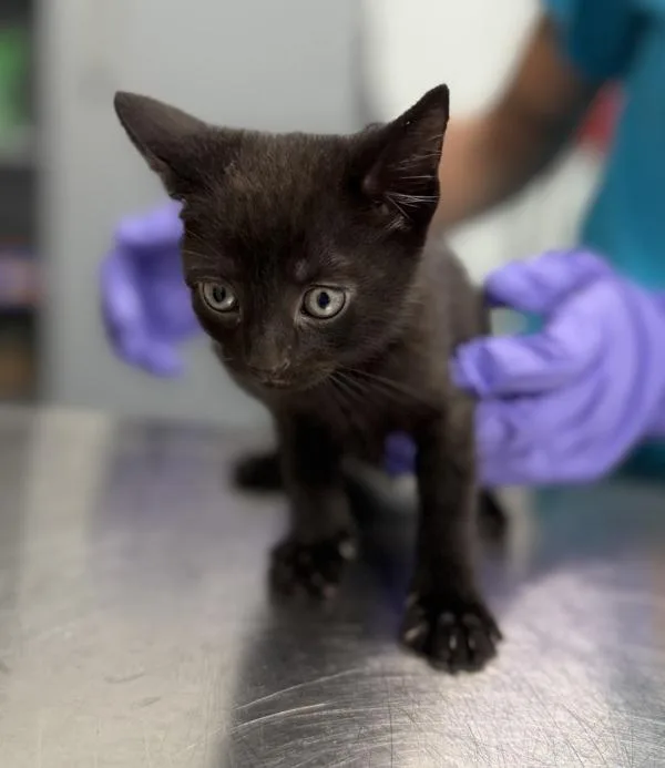 A baby small-sized male Domestic Short Hair cat named Summer for adoption in New York, NY