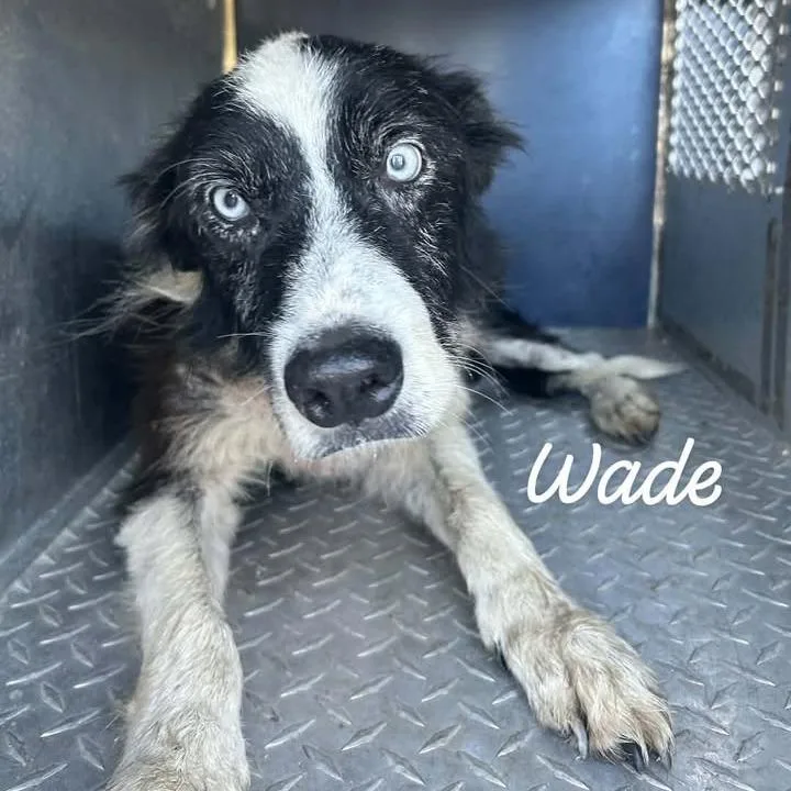 A senior small-sized male Black Collie dog named Wade for adoption in Buchanan Dam, TX