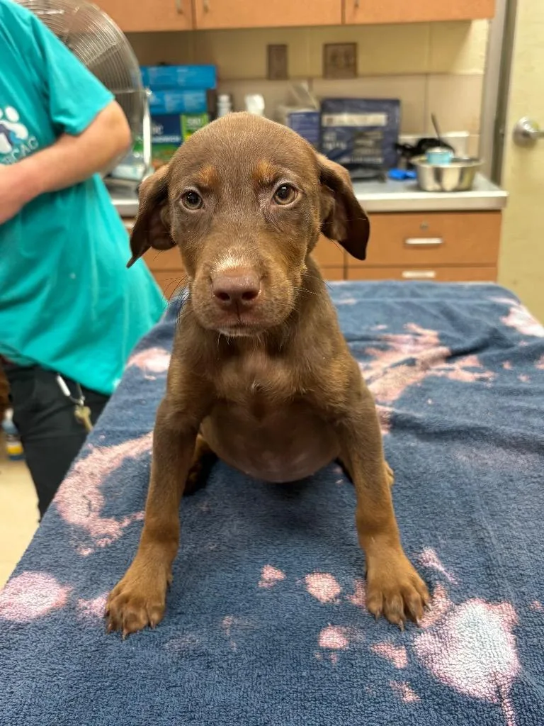 A baby large-sized female Mixed Breed dog named Kayla for adoption in Bossier City, LA