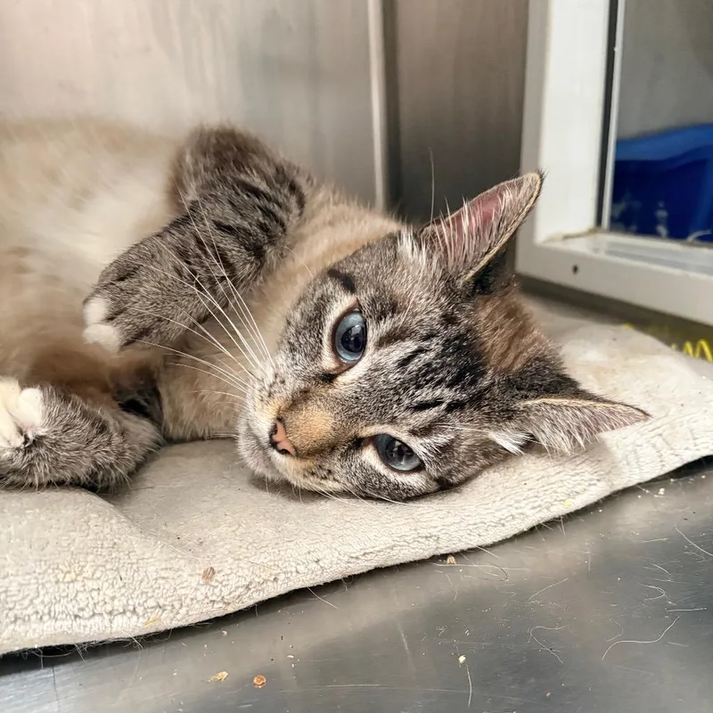 An adult large-sized male Domestic Short Hair cat named Dr. Watson for adoption in Santa Barbara, CA