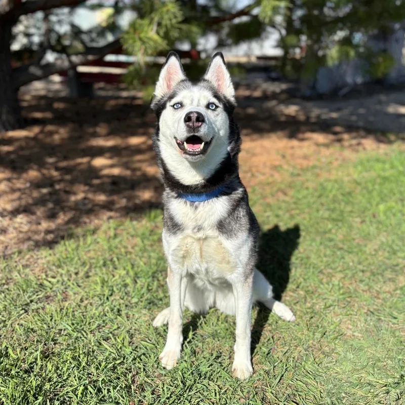 Kimber